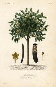 Goldregenbaum, Cassia fistula