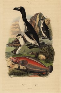 Riesenalk, Pinguinus impennis, ausgestorben, und Brasilianischer Sandbarsch, Pinguipes brasilianus von Unbekannt
