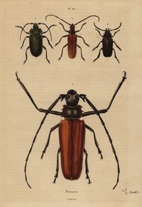 Großer Langhornkäfer, Aegosoma scabricorne, Pyrodes nitidus und Prionus desmaretii von Unbekannt