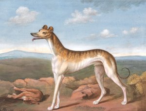 Windhund: nach links gewandt, mit einem toten Hasen zu seinen Füßen, ca. 1805 von Unbekannt