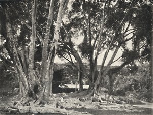 Gummibäume Ficus elastica, 1926
