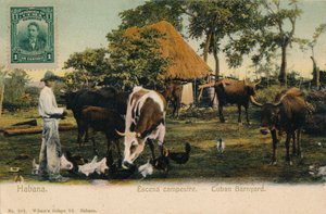 Habana. Ländliche Szene - Kubanischer Bauernhof, um 1910 von Unbekannt
