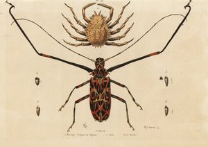 Harlekin-Käfer, Acrocinus longimanus 1, und Europäische Spinnenkrabbe, Maja squinado 2 von Unbekannt