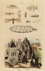 Erntetermite und Hügel, Microhodotermes-Arten, und Nacktschnecke, Tergipes tergipes von Unbekannt