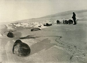 Transport von Robbenfleisch für die Winterquartiere, um 1908, 1909 von Unbekannt
