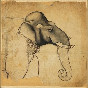 Kopf eines Elefanten, 1700-1710 von Unbekannt