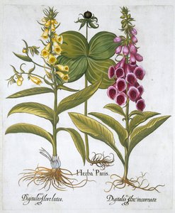 Einbeere Solanum quadrifolium, Gemeiner Fingerhut Digitalis Purpurea Großer Gelber Fingerhut