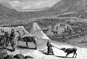 Rentierherde, Lappland, 1882