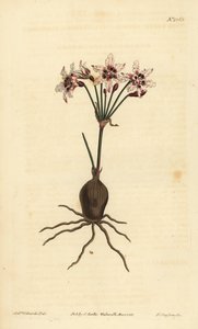 Hessea cinnamomea von Unbekannt