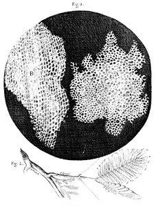 Hookes Beobachtungen der Zellstruktur von Kork und einem Zweig der Mimose, 1665 von Unbekannt