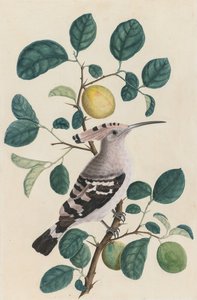 Wiedehopf auf einem Zitrusbaumzweig, ca. 1800 von Unbekannt