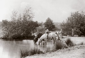 „Pferde trinken am Teich“, um 1890 von Unbekannt