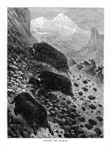 Jagd auf den Moschusochsen, 1877 von Unbekannt