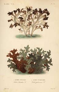 Isländisches Moos, Cetraria islandica, und Lungenflechte, Lobaria pulmonaria von Unbekannt