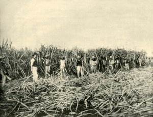 Auf einer Zuckerplantage in Queensland, 1901 von Unbekannt