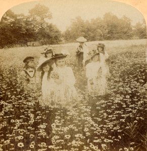 Im Gänseblümchenfeld: Süße Blume der ländlichen Lichtung, 1896