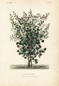 Indische Beere, Anamirta cocculus