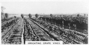 Bewässerung von Weinreben, Australien, 1928
