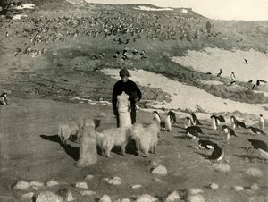 Joyce und die Hunde in der Pinguinkolonie, um 1908, 1909 von Unbekannt