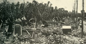 Kent-Hopfen, um 1948