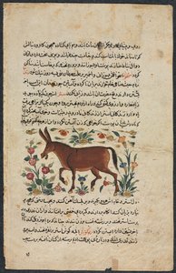 Khar Ass, aus einem Nuzhat-nama-yi alai Exzellentes Buch des Rates..., 1400er von Unbekannt