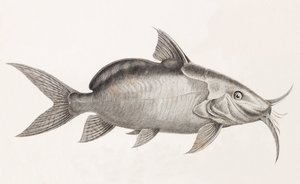 Der Pimedlode Guemel (Nahaufnahme) von Unbekannt