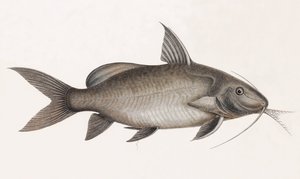 Der Pimelode Scheilan (Nahaufnahme) von Unbekannt