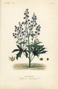 Läusekraut oder Stephanskraut, Delphinium staphisagria von Unbekannt