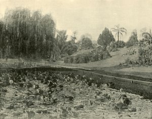 Seerosenteich, Botanische Gärten Brisbane, 1901 von Unbekannt