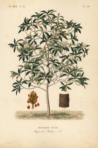Lilienbaum oder Yulan-Magnolie