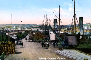 Kartoffeln verladen, Jersey, 1908