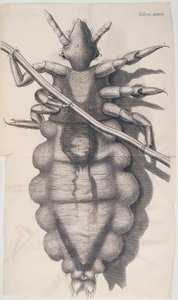 Laus, die an einem menschlichen Haar hängt, in Hookes Micrographia, 1665 von Unbekannt