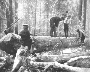 Holzfällerei am Ottawa River, Kanada, um 1900
