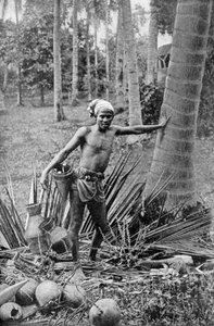 Malay sammelt den süßen Wein des Toddy-Baums, 1922
