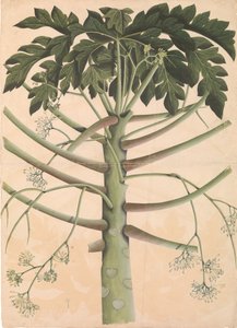 Männlicher Papayabaum, ca. 1790-1800