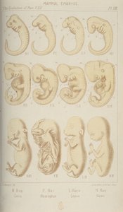 Säugetierembryonen, 1905
