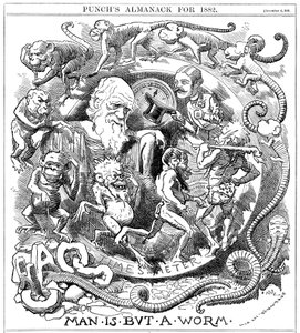 Der Mensch ist nur ein Wurm, Karikatur aus Punch, die die Evolution vom Wurm zum Menschen zeigt, 1881