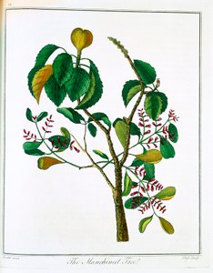 Manicheelbaum Hippomane mancinella oder Gift-Guave, um 1795 von Unbekannt