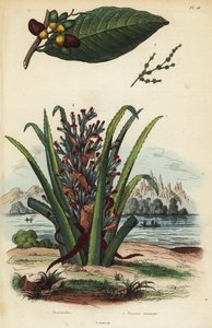 Markiernuß, Semecarpus anacardium 1 und Pinguin- oder Pinuela-Frucht, Bromelia pinguin 2