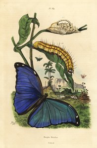 Menelaus-Blauer Morphofalter, Raupe und Puppe