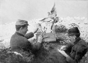Brieftauben werden an der Front freigelassen, Erster Weltkrieg, 1915 von Unbekannt