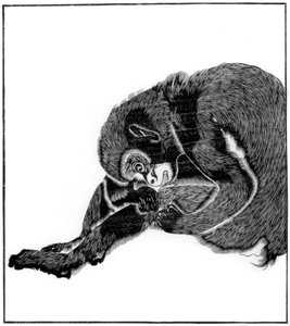 Affe, 1766 1886