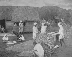 Einheimische Arbeiter bereiten Reis in Jamaika vor, ca. 1890
