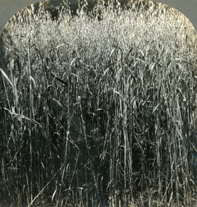 Haferanbau, Pennsylvania, USA, 1903 von Unbekannt