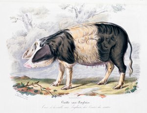 Alte englische Schweinerasse, 1842 von Unbekannt