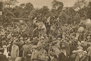 Eines der Zeichen unserer Zivilisation: Gut bestückte zoologische Gärten zur Freude der Neugierigen, ca. 193 von Unbekannt