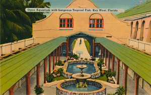 Offenes Aquarium mit prächtigen tropischen Fischen, Key West, Florida, ca. 1940er Jahre von Unbekannt