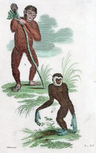 Orang-Utan und Gibbon, 1822