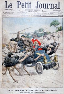 Strauße greifen ein Auto an, Kalifornien, USA, 1904