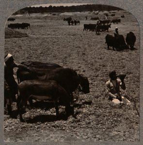 Ochsen, die Korn treten, um 1900